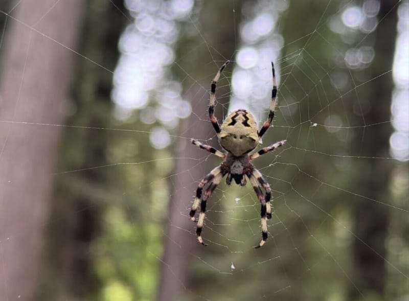 Close-up of a large orb-weaver spider centered in its web, with a blurred forest background