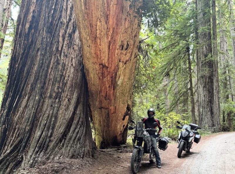 Motorcyclist standing next to two adventure bikes beside a massive split redwood tree trunk on a dirt forest road
