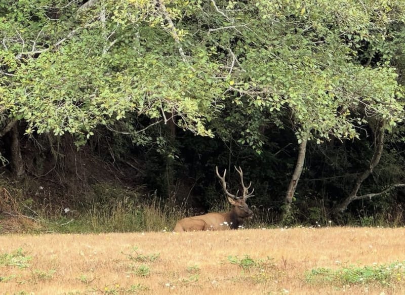 Bull elk with large antlers resting in a meadow beneath leafy trees