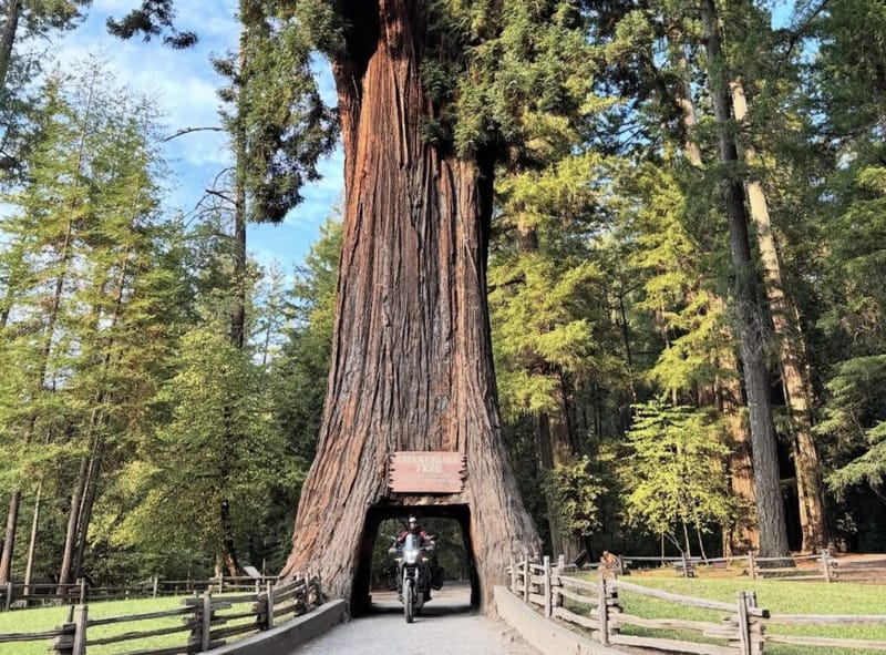 Motorcycle passing through a tunnel carved into the base of a giant sequoia tree