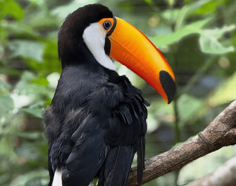 bird 1