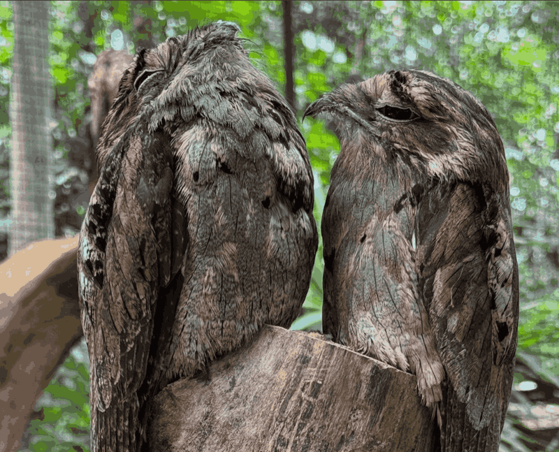 bird 2