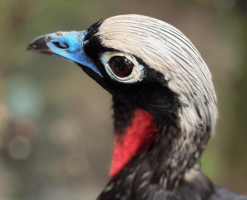 bird 3
